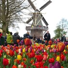 Keukenhof