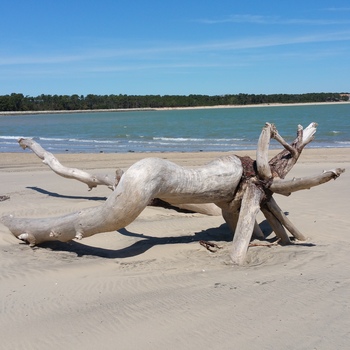 Baie de Gatseau à Saint-Trojan